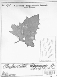Stagonospora atriplicis image